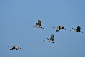 Sandhill Cranes in flight during fall migration