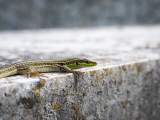 Small lizard on a wall