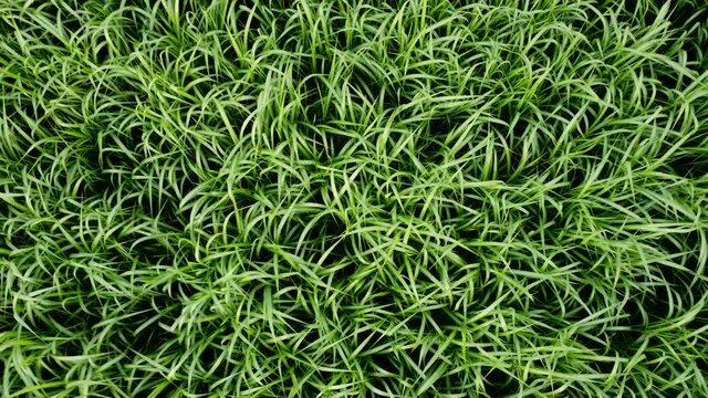 Drohnenaufnahme, Elefantengras in der Landwirtschaft