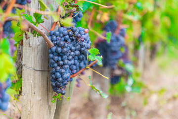 grape in the garden - vineyard - Bordeaux