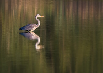 grey heron on a lake