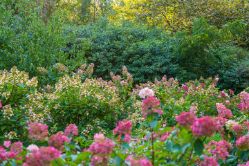Bright multicolored autumn hydrangeas. Garden or backyard landscaping idea