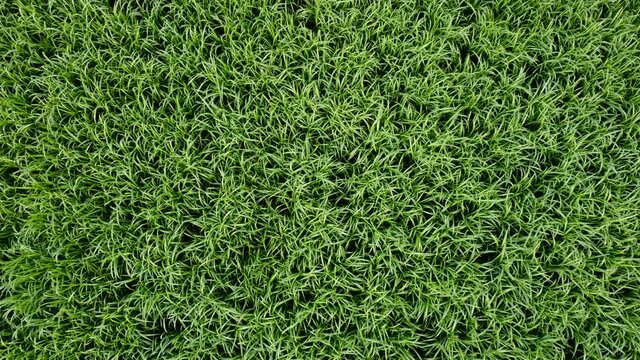 Drohnenaufnahme, Elefantengras in der Landwirtschaft