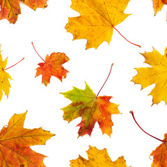 Seamless pattern with autumn maple leaves isolated on white