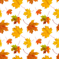 Naklejka na ściany i meble Seamless pattern with autumn maple leaves isolated on white