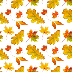 Seamless pattern with autumn leaves isolated on white