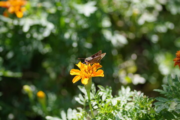 花の蜜を吸っている鱗翅目の昆虫