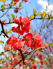 Flowers of Chaenomeles in spring in the garden. Close-up