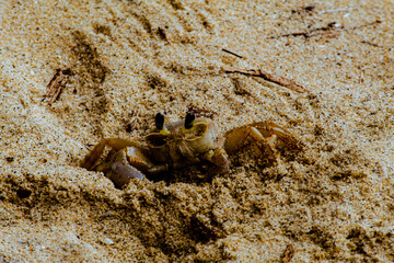 Brazilian crab on Ilha Grande