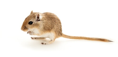 Brown Gerbil