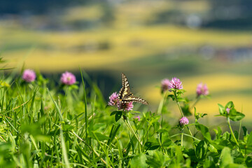 野草に止まる蝶