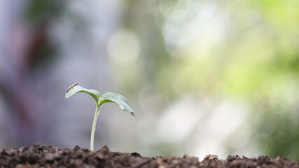 growing plant macro closeup with sunlight
