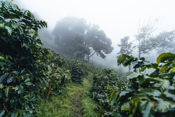 Obraz na płótnie Canvas Coffee plantation in the misty forest in South Asia