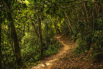 Brazilian Atlantic Forest in the State of Rio de Janeiro