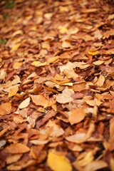 Pile of Fall leaves, autumn concept