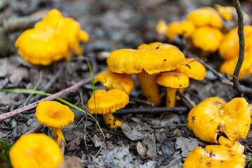 Field of yellow wild Chanterelles (Cantharellus) mushrooms growing in humid undergrowth in a forest in Poland. © Cleop6atra