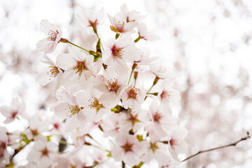 close of japanese cherry blossom in close