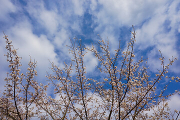 Obraz premium Japanese cherry blossom trees in the sky