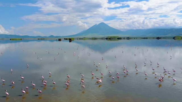 pink lesser flamingos at lake natron with volcano on background in rift valley tanzania