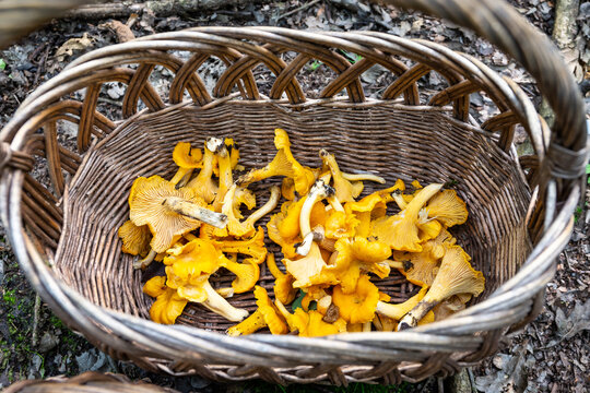 Wicker basket full of fresh raw Chanterelles (Cantharellus) mushrooms gathered during mushroom hunting in autumn  in Poland.