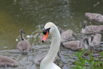A family of swans with small gray swan children swims in the lake water 