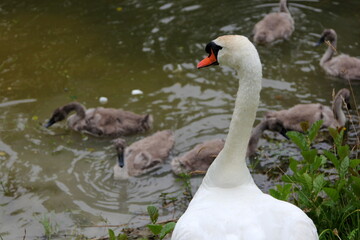 A family of swans with small gray swan children swims in the lake water 
