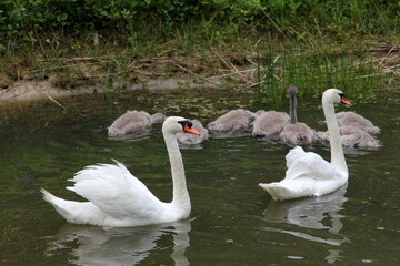 A family of swans with small gray swan children swims in the lake water 