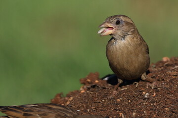 female house sparrow