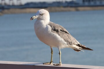 Slaty-backed Gull bird in Solchan Park, Incheon South Korea