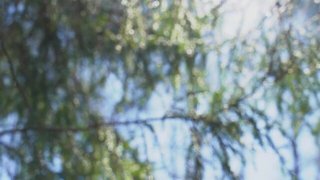 Close-up view 4k stock video footage of beautiful blurry fresh branches of evergreen trees growing outside in spring forest. Trees isolated on sunny blue sky background. Pine forest in morning