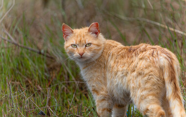 Portrait of a ginger cat