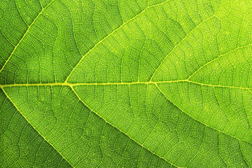 Fototapeta na wymiar Green leaf of a plant with small details, macro photo.