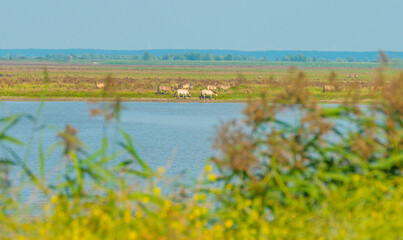 Herd of horses in a field along the edge of a lake in bright sunlight in summer, Almere, Flevoland, The Netherlands, September 18, 2021 © Naj