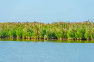 Egret resting in reed along along the edge of a lake in bright sunlight in summer, Almere, Flevoland, The Netherlands, September 18, 2021