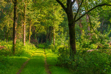 Footpath in a green woodland forest in wetland in bright sunlight and shadow in summer, Almere, Flevoland, The Netherlands, September 18, 2021