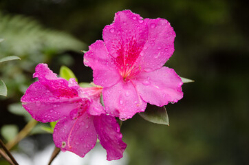 Flores
