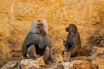 two baboons sitting on the ground