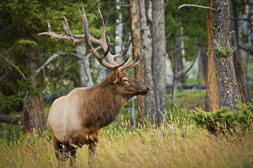 Naklejka na ściany i meble Elk wapiti in Yellowstone national park, US
