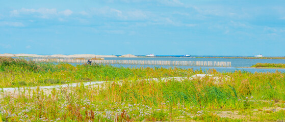 Fototapeta premium Inlet of an island wetland nature reserve with wild flowers, cattail and reed along a lake below a bright blue sky in summer, Marker Wadden, Lelystad, Flevoland, Netherlands, september 20, 2021