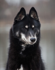 Siberian husky looks like a wolf on a lake