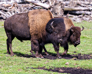 Bison Stock Photo and Image. Couple close-up profile view in the field with grass blur background in their environment and surrounding habitat and displaying their horns.  Buffalo Picture.