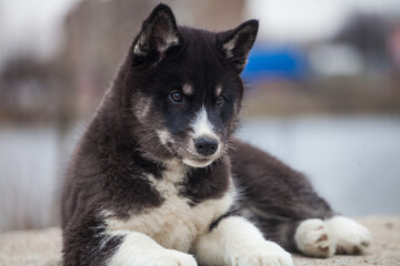 Siberian husky looks like a wolf on a lake
