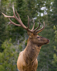 Elk Stock Photo and Image. Head shot close-up profile side view with a blur backround in its environment and habitat surrounding.