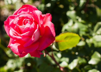 blooming red rose flower buds in the garden