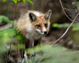 Red Fox Photo. Fox Image.  Head shot with blur background and foreground in its environment and surrounding. Picture. Portrait.