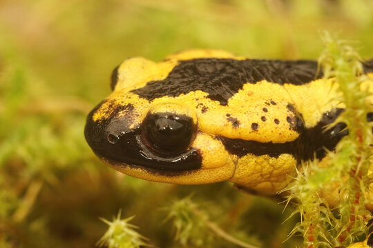 Closeup on the Spanish Tendi Valley fire salamander, salamandra bernardezi
