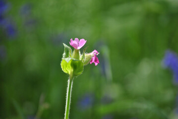 Flores