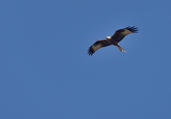 red kite during flight on the blue sky
