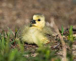 Canada Goose Photo. Canadian baby gosling close-up profile view resting on grass in its environment and habitat. Canada Goose Image. Picture. Portrait. Photo.