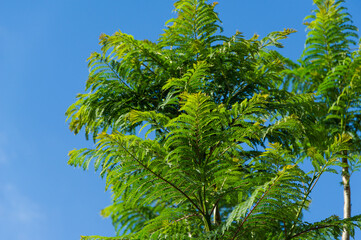 Close-up fresh leaves Jacaranda (Jacaranda mimosifolia) trees in Public landscape park 'Krasnodar'...